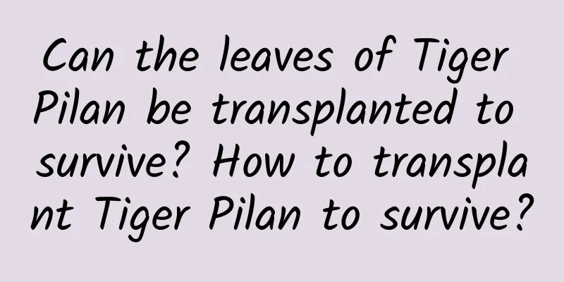 Can the leaves of Tiger Pilan be transplanted to survive? How to transplant Tiger Pilan to survive?