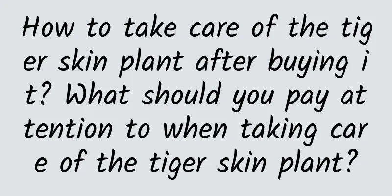 How to take care of the tiger skin plant after buying it? What should you pay attention to when taking care of the tiger skin plant?