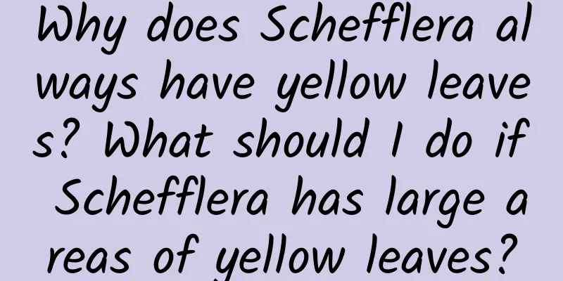 Why does Schefflera always have yellow leaves? What should I do if Schefflera has large areas of yellow leaves?