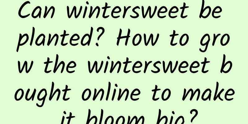 Can wintersweet be planted? How to grow the wintersweet bought online to make it bloom big?