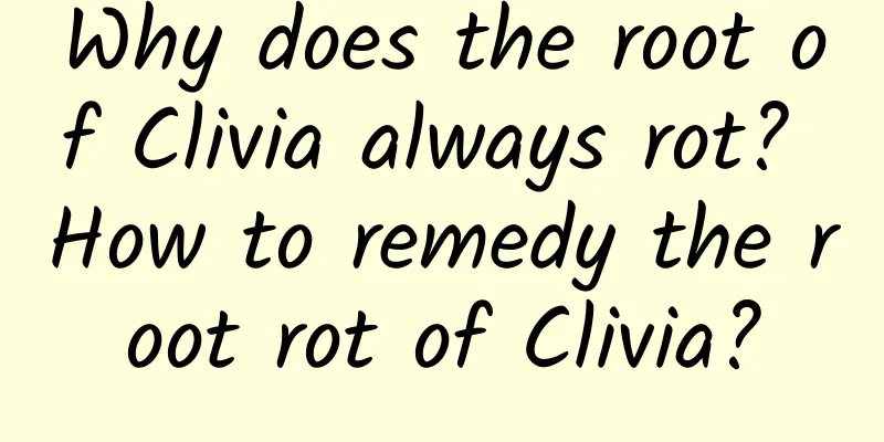 Why does the root of Clivia always rot? How to remedy the root rot of Clivia?