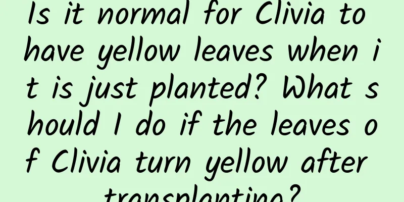 Is it normal for Clivia to have yellow leaves when it is just planted? What should I do if the leaves of Clivia turn yellow after transplanting?