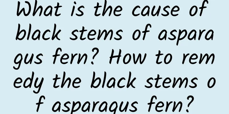 What is the cause of black stems of asparagus fern? How to remedy the black stems of asparagus fern?