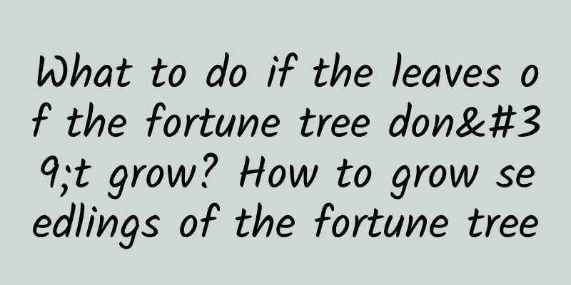 What to do if the leaves of the fortune tree don't grow? How to grow seedlings of the fortune tree