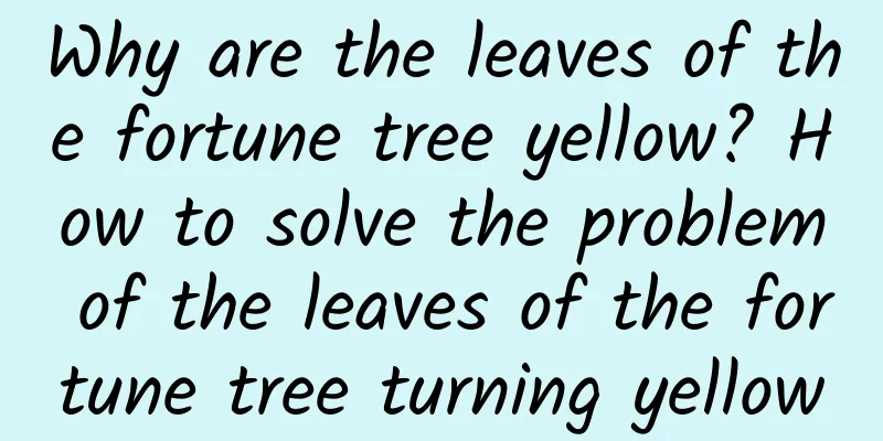 Why are the leaves of the fortune tree yellow? How to solve the problem of the leaves of the fortune tree turning yellow