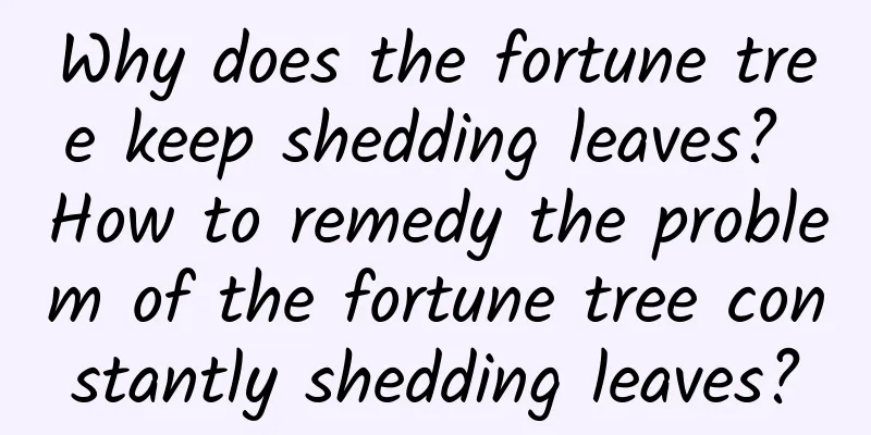 Why does the fortune tree keep shedding leaves? How to remedy the problem of the fortune tree constantly shedding leaves?
