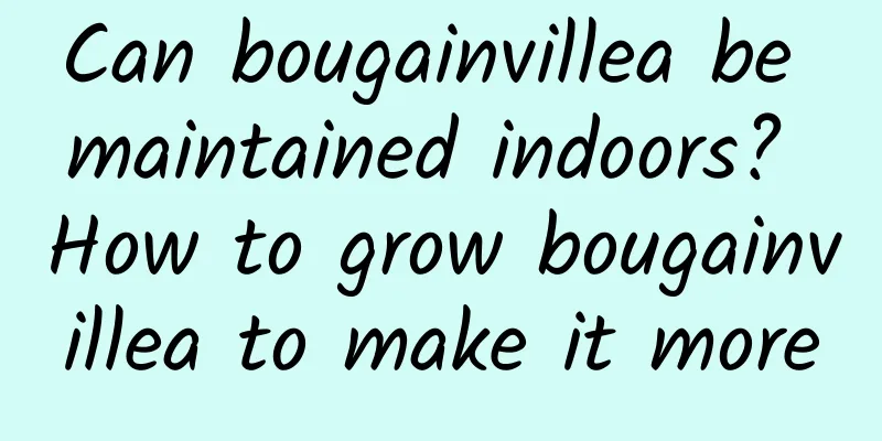 Can bougainvillea be maintained indoors? How to grow bougainvillea to make it more