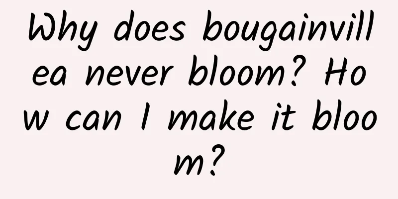 Why does bougainvillea never bloom? How can I make it bloom?