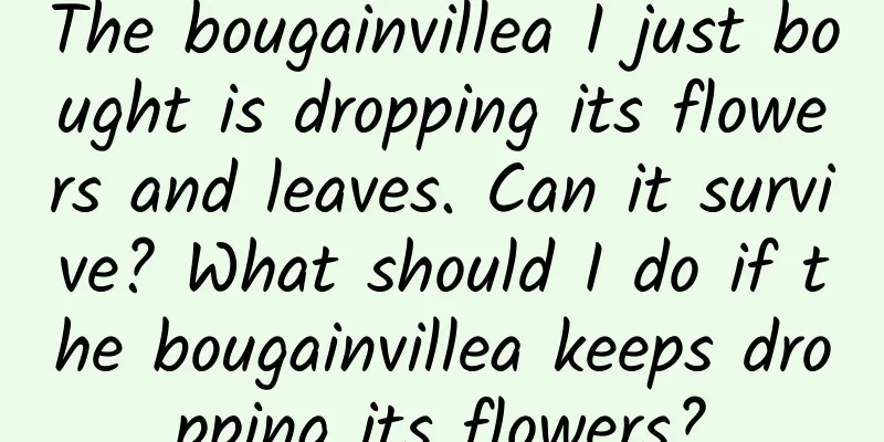 The bougainvillea I just bought is dropping its flowers and leaves. Can it survive? What should I do if the bougainvillea keeps dropping its flowers?