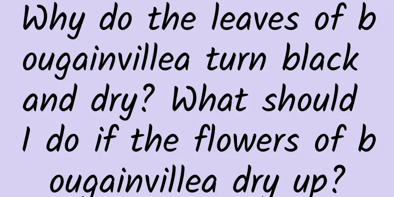 Why do the leaves of bougainvillea turn black and dry? What should I do if the flowers of bougainvillea dry up?