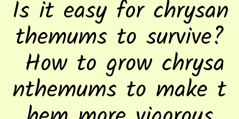 Is it easy for chrysanthemums to survive? How to grow chrysanthemums to make them more vigorous