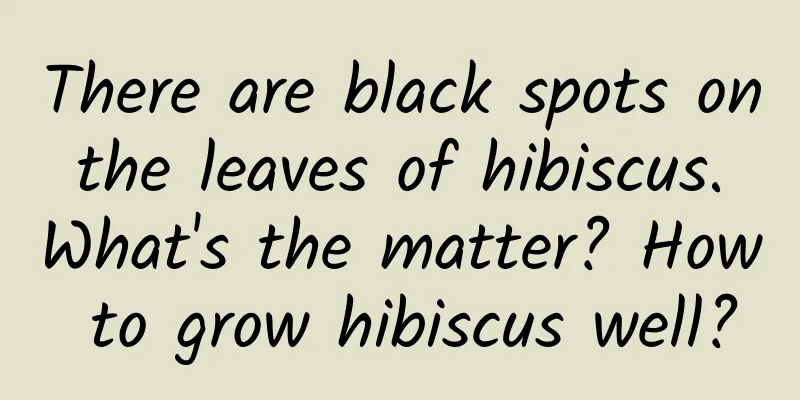 There are black spots on the leaves of hibiscus. What's the matter? How to grow hibiscus well?