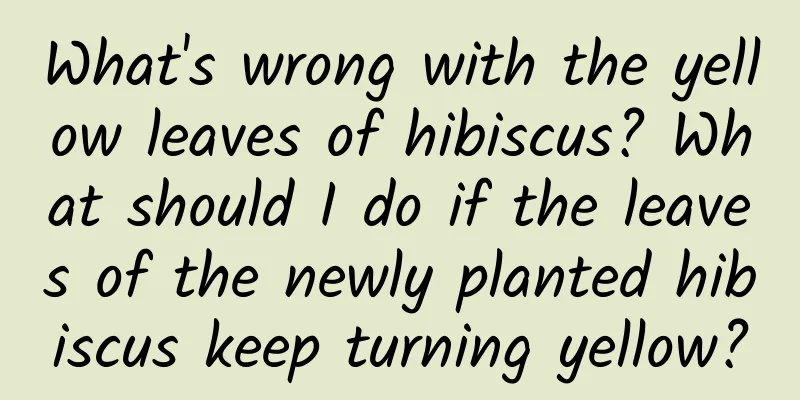 What's wrong with the yellow leaves of hibiscus? What should I do if the leaves of the newly planted hibiscus keep turning yellow?