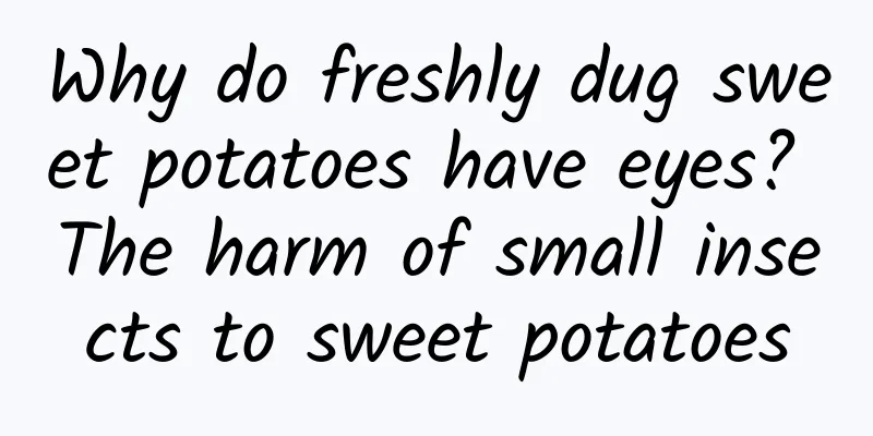 Why do freshly dug sweet potatoes have eyes? The harm of small insects to sweet potatoes