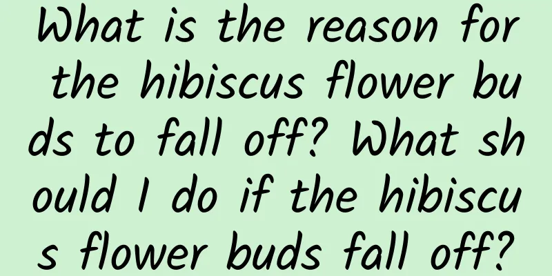 What is the reason for the hibiscus flower buds to fall off? What should I do if the hibiscus flower buds fall off?