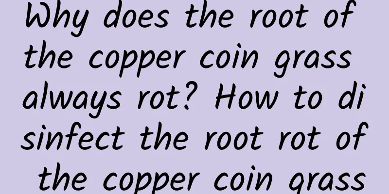 Why does the root of the copper coin grass always rot? How to disinfect the root rot of the copper coin grass