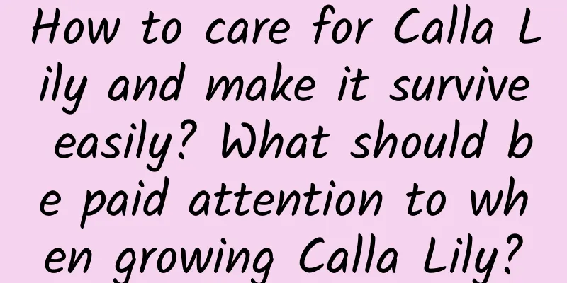 How to care for Calla Lily and make it survive easily? What should be paid attention to when growing Calla Lily?