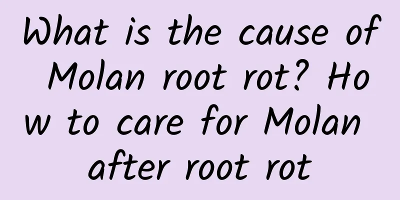 What is the cause of Molan root rot? How to care for Molan after root rot