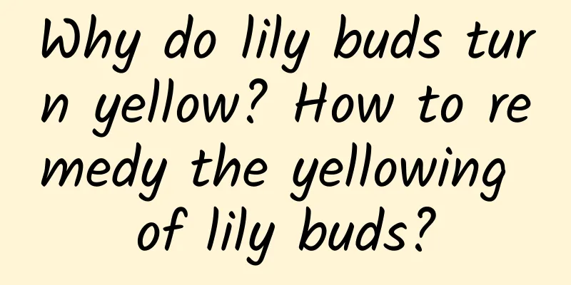 Why do lily buds turn yellow? How to remedy the yellowing of lily buds?