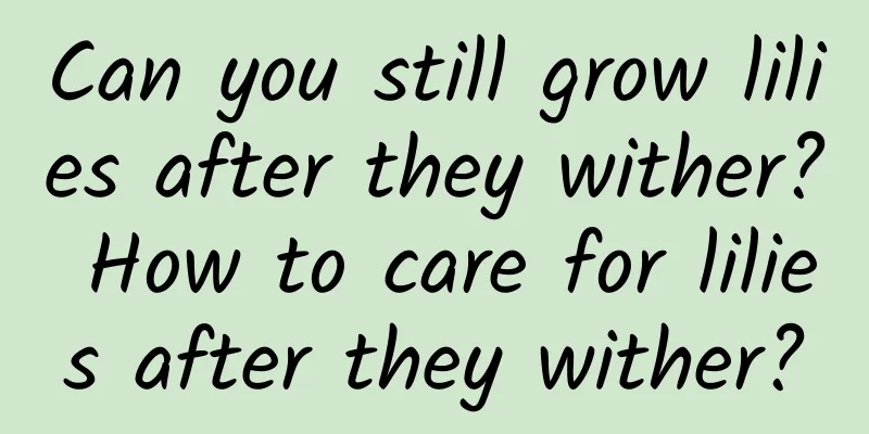 Can you still grow lilies after they wither? How to care for lilies after they wither?