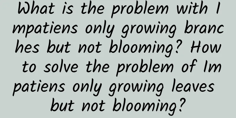 What is the problem with Impatiens only growing branches but not blooming? How to solve the problem of Impatiens only growing leaves but not blooming?