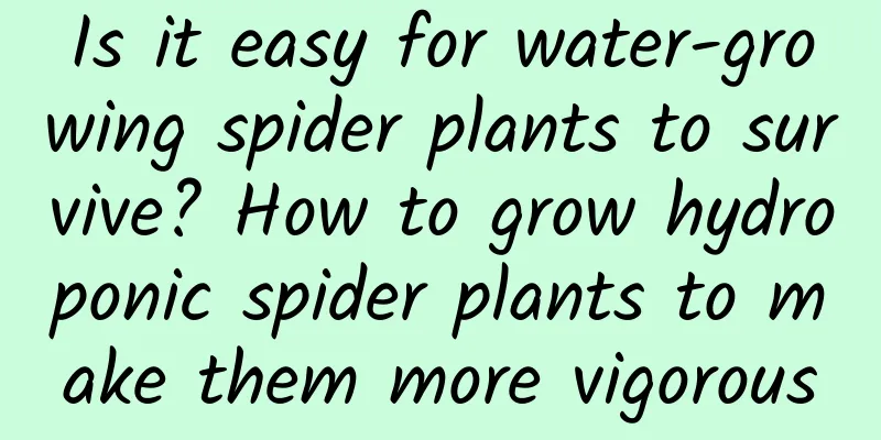 Is it easy for water-growing spider plants to survive? How to grow hydroponic spider plants to make them more vigorous