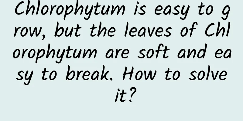 Chlorophytum is easy to grow, but the leaves of Chlorophytum are soft and easy to break. How to solve it?