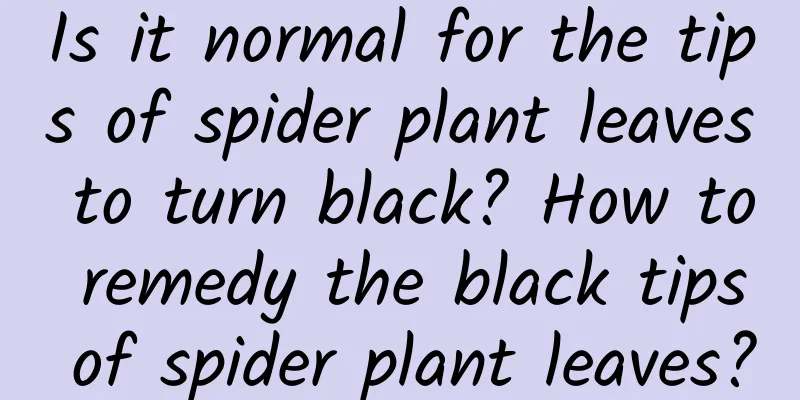 Is it normal for the tips of spider plant leaves to turn black? How to remedy the black tips of spider plant leaves?