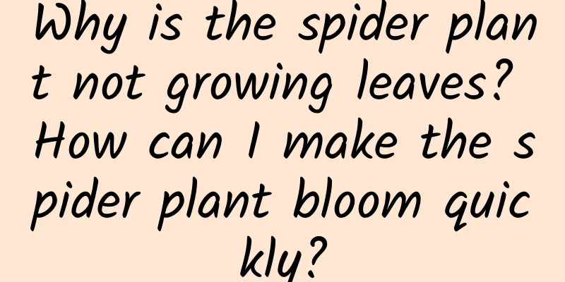Why is the spider plant not growing leaves? How can I make the spider plant bloom quickly?
