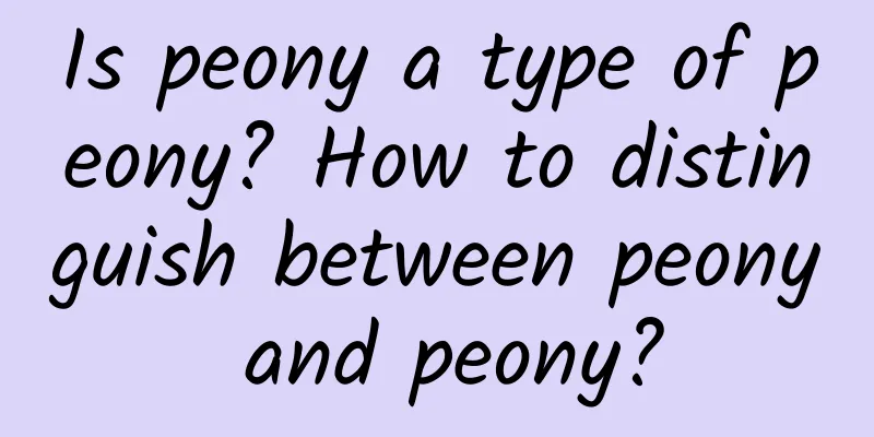 Is peony a type of peony? How to distinguish between peony and peony?
