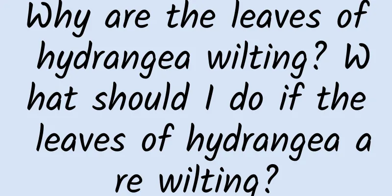 Why are the leaves of hydrangea wilting? What should I do if the leaves of hydrangea are wilting?