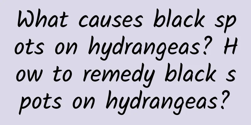 What causes black spots on hydrangeas? How to remedy black spots on hydrangeas?