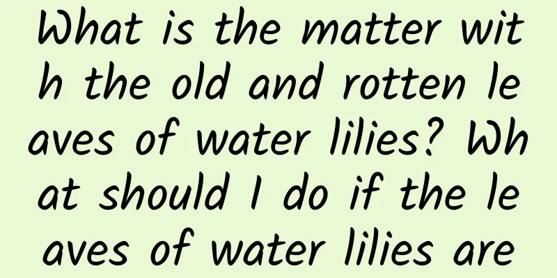 What is the matter with the old and rotten leaves of water lilies? What should I do if the leaves of water lilies are