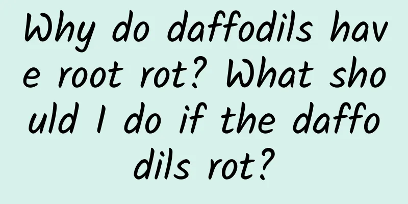 Why do daffodils have root rot? What should I do if the daffodils rot?