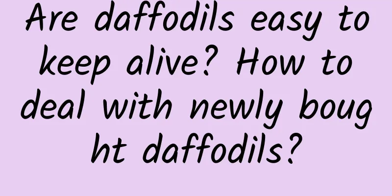 Are daffodils easy to keep alive? How to deal with newly bought daffodils?