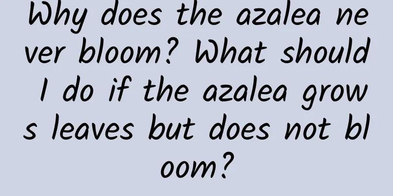 Why does the azalea never bloom? What should I do if the azalea grows leaves but does not bloom?