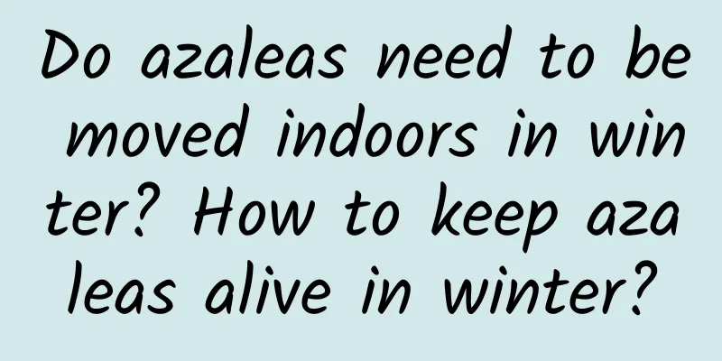 Do azaleas need to be moved indoors in winter? How to keep azaleas alive in winter?