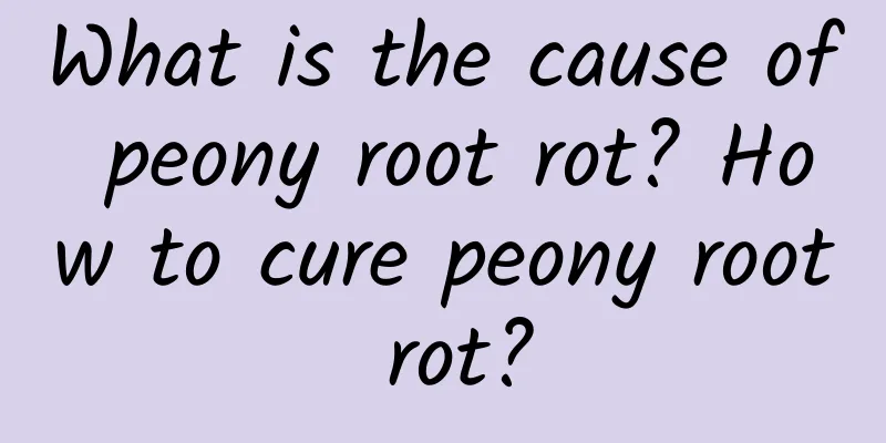 What is the cause of peony root rot? How to cure peony root rot?
