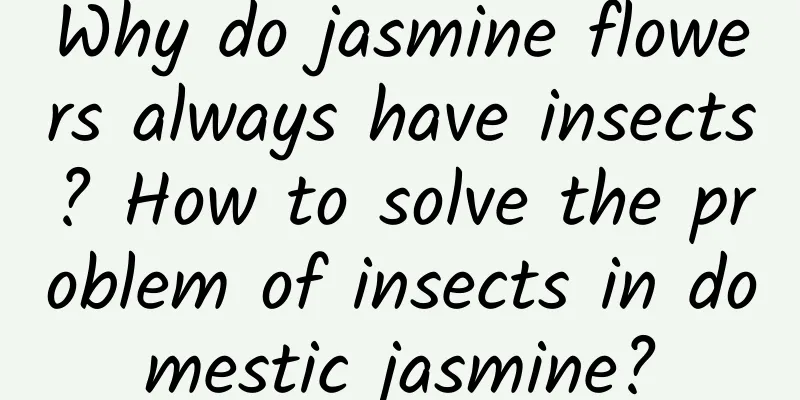 Why do jasmine flowers always have insects? How to solve the problem of insects in domestic jasmine?