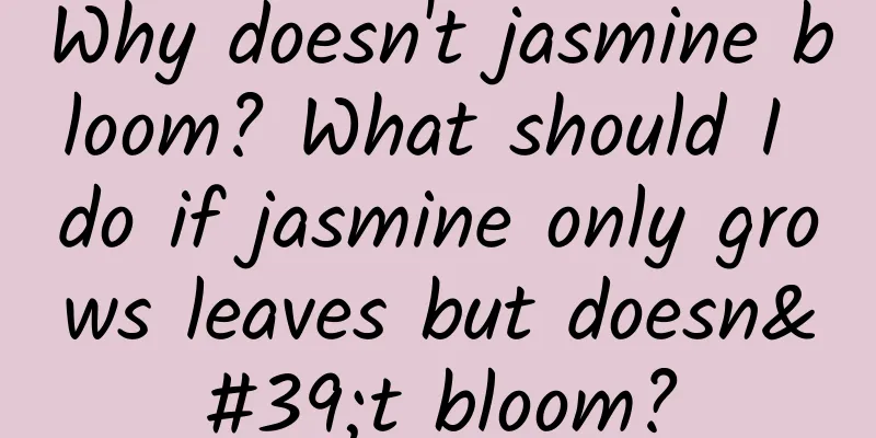 Why doesn't jasmine bloom? What should I do if jasmine only grows leaves but doesn't bloom?