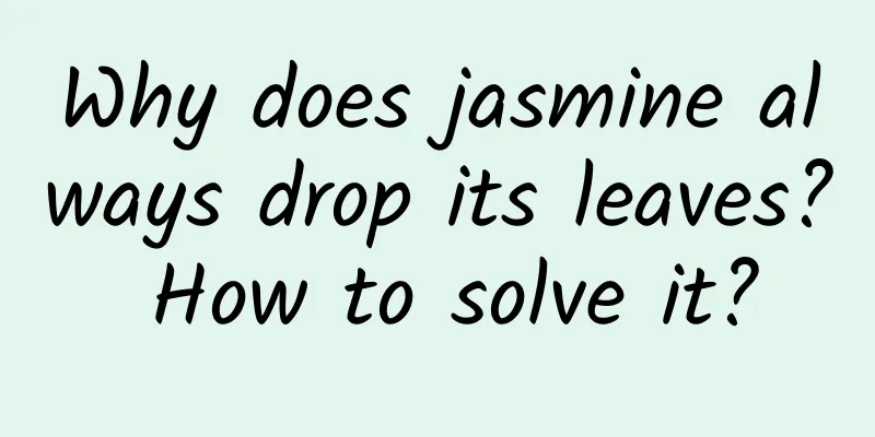 Why does jasmine always drop its leaves? How to solve it?