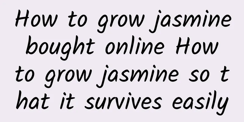 How to grow jasmine bought online How to grow jasmine so that it survives easily