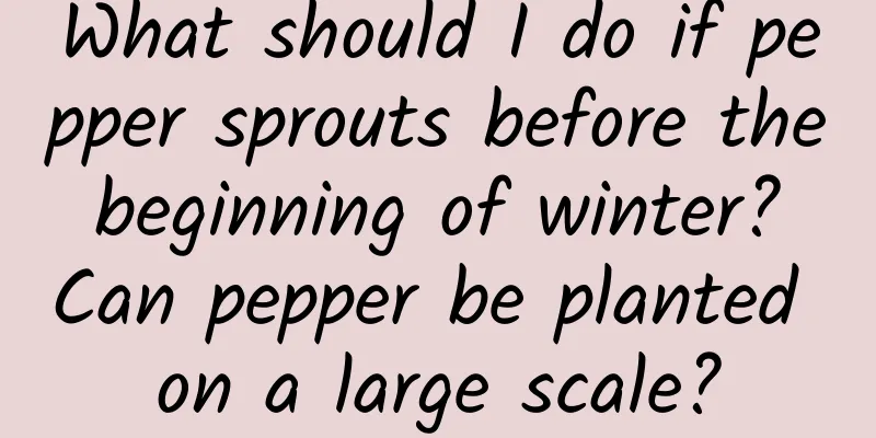 What should I do if pepper sprouts before the beginning of winter? Can pepper be planted on a large scale?
