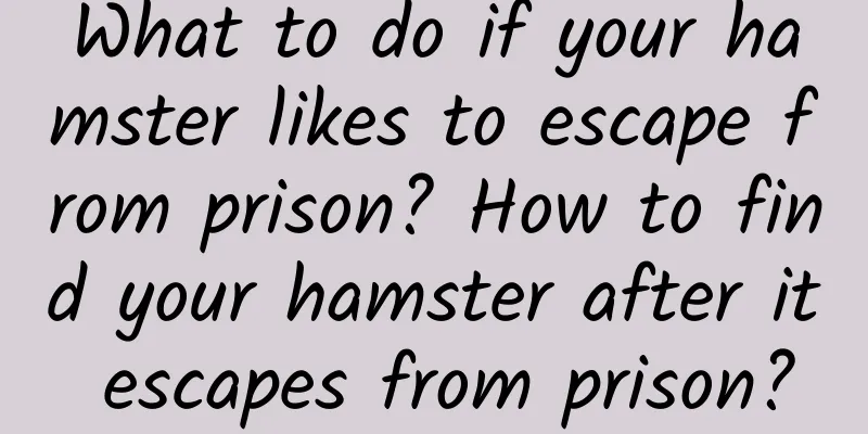 What to do if your hamster likes to escape from prison? How to find your hamster after it escapes from prison?