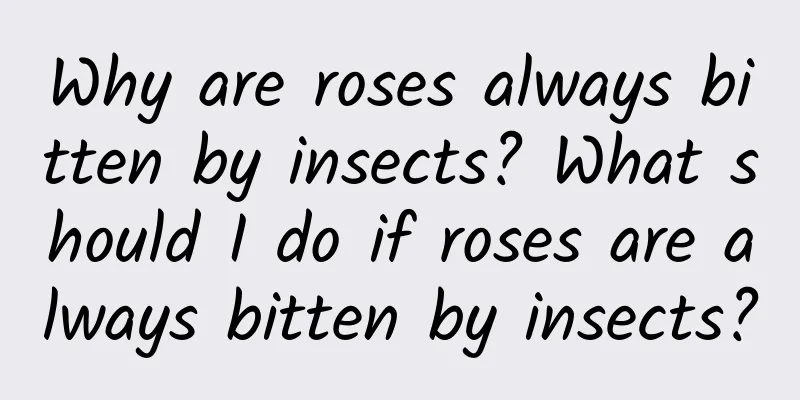 Why are roses always bitten by insects? What should I do if roses are always bitten by insects?
