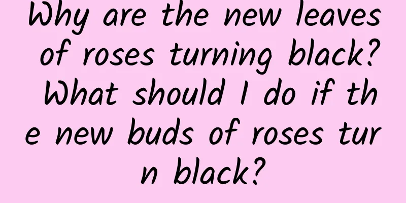 Why are the new leaves of roses turning black? What should I do if the new buds of roses turn black?
