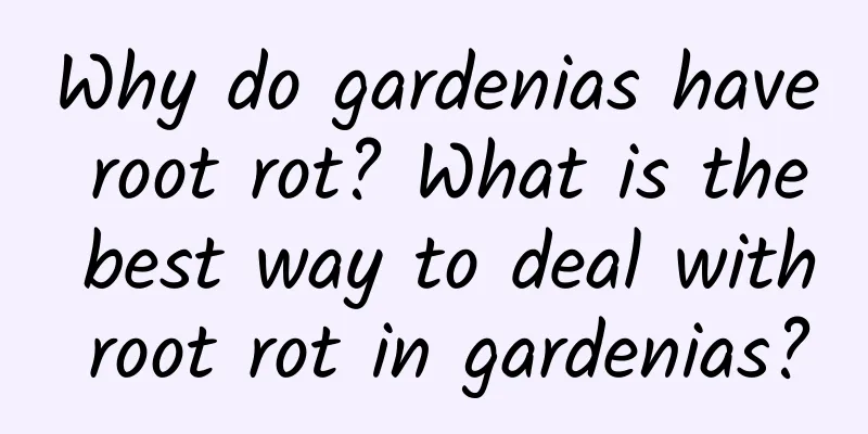 Why do gardenias have root rot? What is the best way to deal with root rot in gardenias?