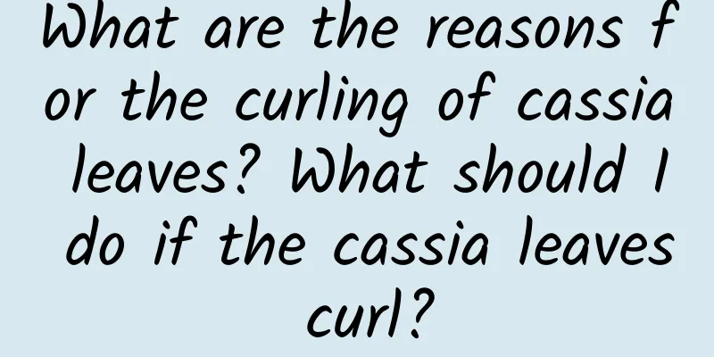 What are the reasons for the curling of cassia leaves? What should I do if the cassia leaves curl?