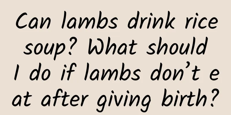 Can lambs drink rice soup? What should I do if lambs don’t eat after giving birth?