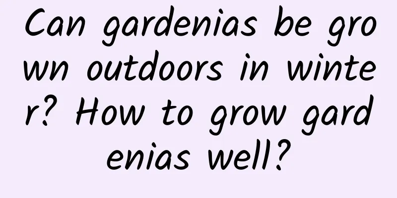 Can gardenias be grown outdoors in winter? How to grow gardenias well?